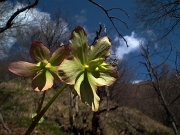 27 con tanti 'Helleborus viridis'...